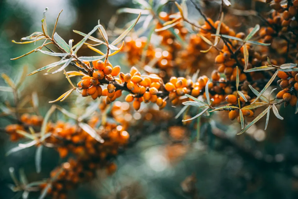 Himalayan sea buckthorn berries ripening on the branch