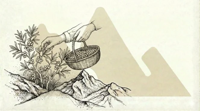 Hand-harvesting at altitude